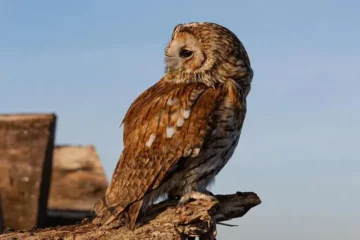 Baykuş Kafasını Nasıl Döndürebiliyor?