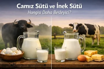 Camız Sütü ve İnek Sütü Hangisi Daha Besleyici?