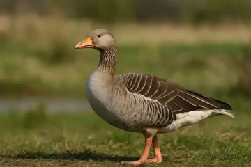 Kazlar Hakkında 10 Önemli Bilgi