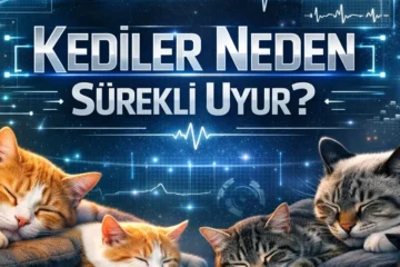 Kediler Neden Sürekli Uyur?
