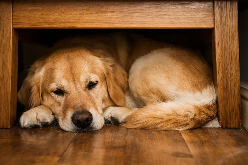 Köpekler Neden Dar Veya Kuytu Alanlara Girer?