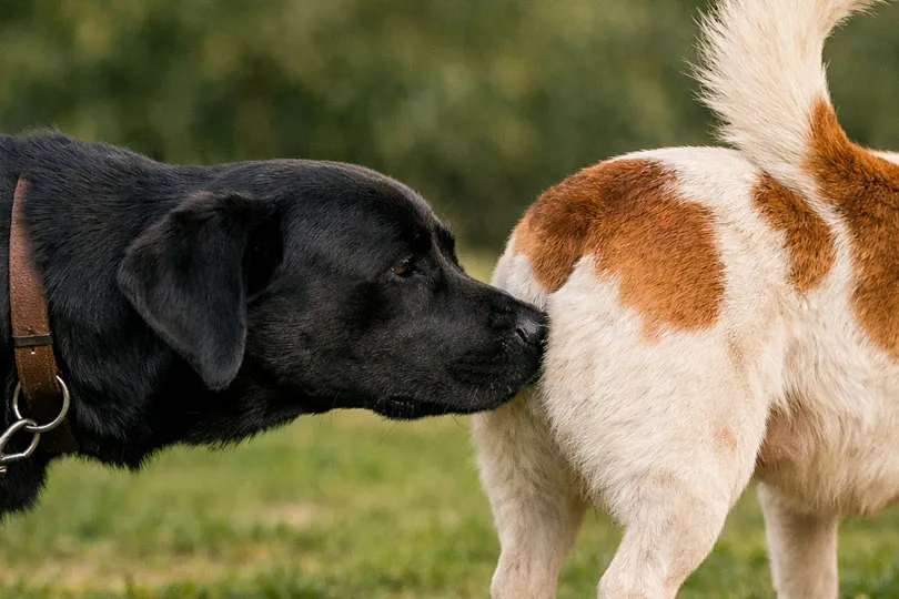 Köpekler Neden Diğer Köpeklerin Arkasını Koklar?