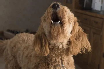 Köpekler Neden Durup Dururken Havlar?