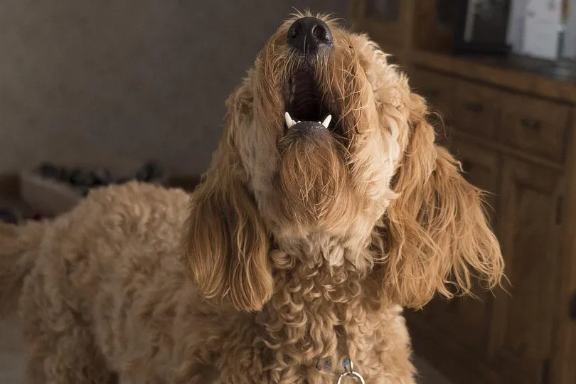 Köpekler Neden Durup Dururken Havlar?