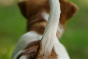 Köpekler Neden Kuyruk Sallar? Hareketlerin Anlamı