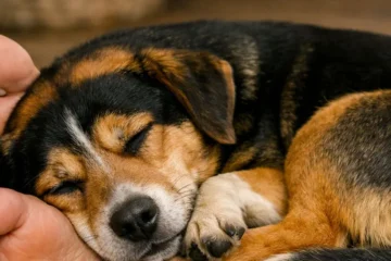 Köpekler Uyurken Neden Ayaklarımızın Ucuna Yatar?
