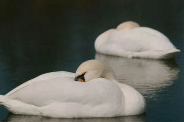 Kuğular Suda Uyuyabilir mi?