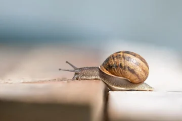 Salyangozlar Neden Bu Kadar Yavaş?